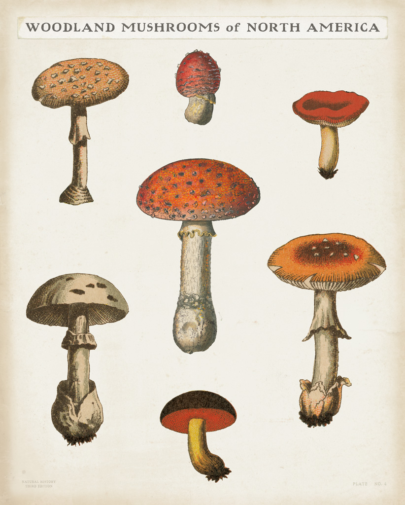 Mushroom Chart III Light 54721 ArtPosters